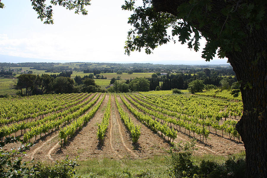 DOMAINE DE SAINT SAUVEUR - Vins DOMAINE DE SAINT SAUVEUR - Vins