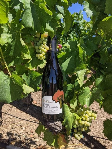 DOMAINE PHILIPPE PLANTEVIN - Vins DOMAINE PHILIPPE PLANTEVIN - Vins