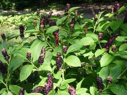Le Phytolaque, une plante invasive à combattre Le Phytolaque, une plante invasive à combattre