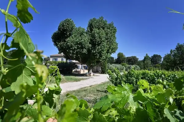 DOMAINE DU GRAND JACQUET - Vins