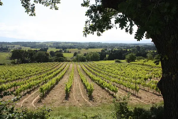 DOMAINE DE SAINT SAUVEUR - Vins