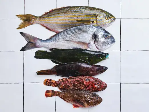 Découvrez Poiscaille ! Découvrez Poiscaille !
